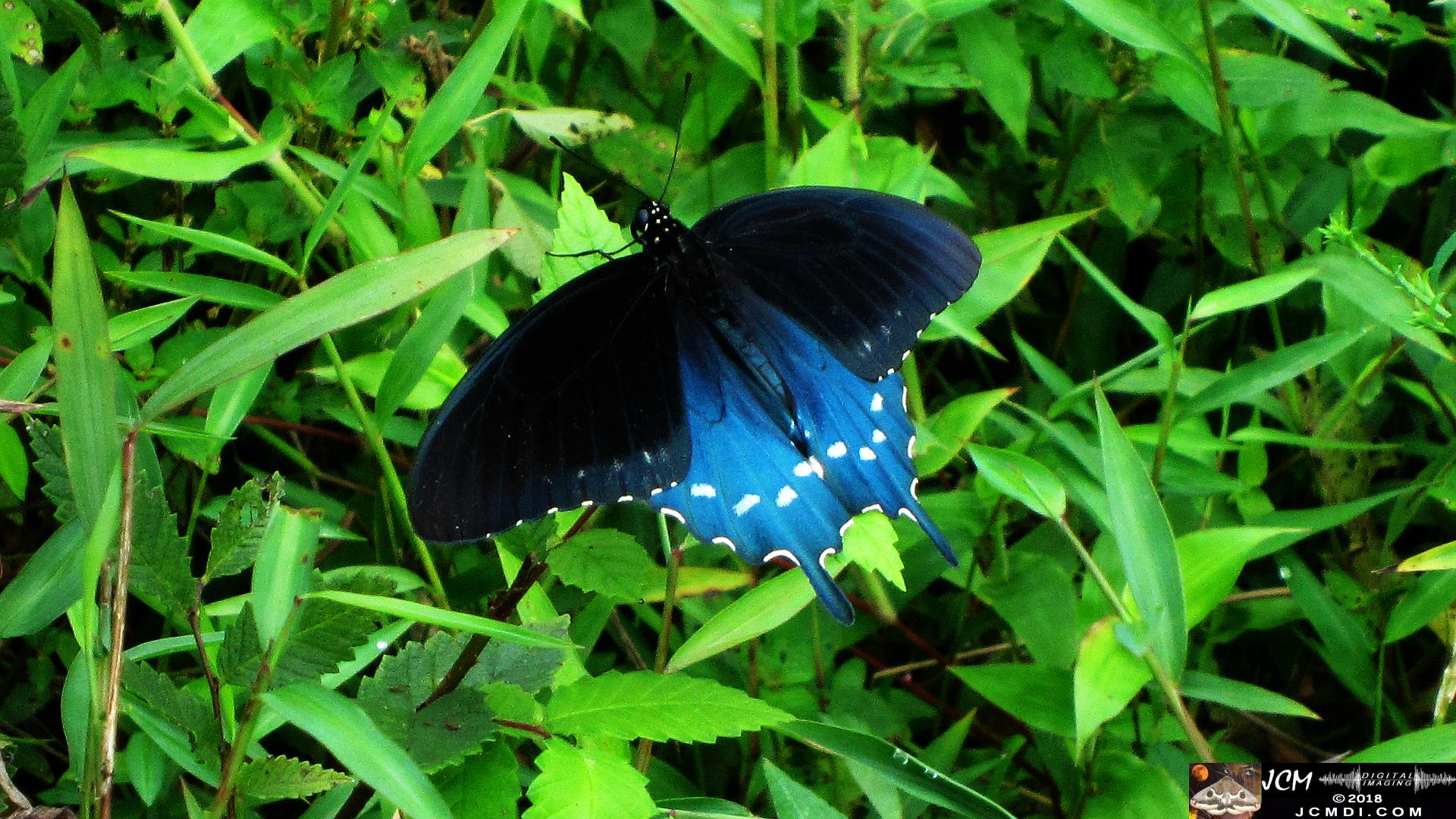 A Pipevine Swallowtail in TN.jpg